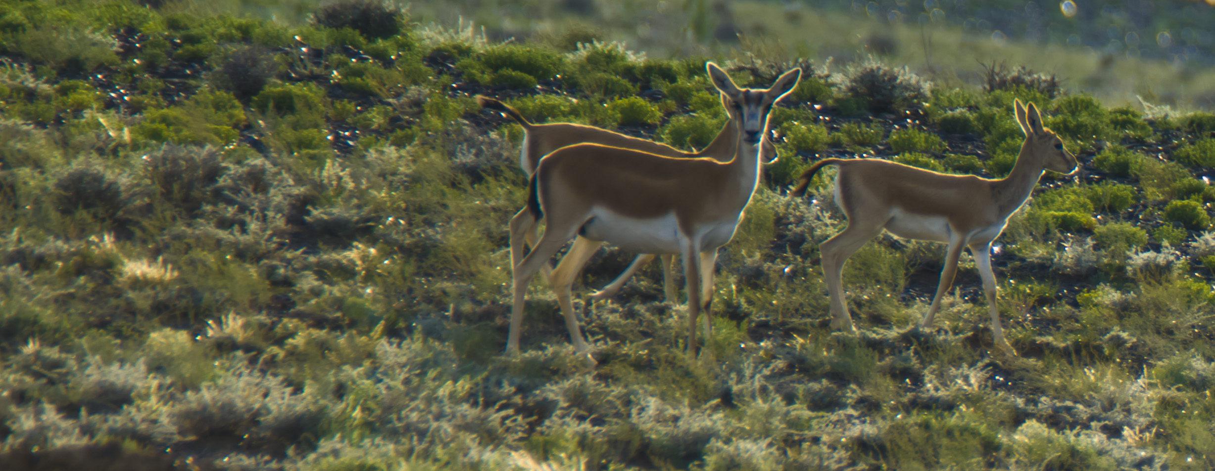 �ѵ�һ���Ļ���