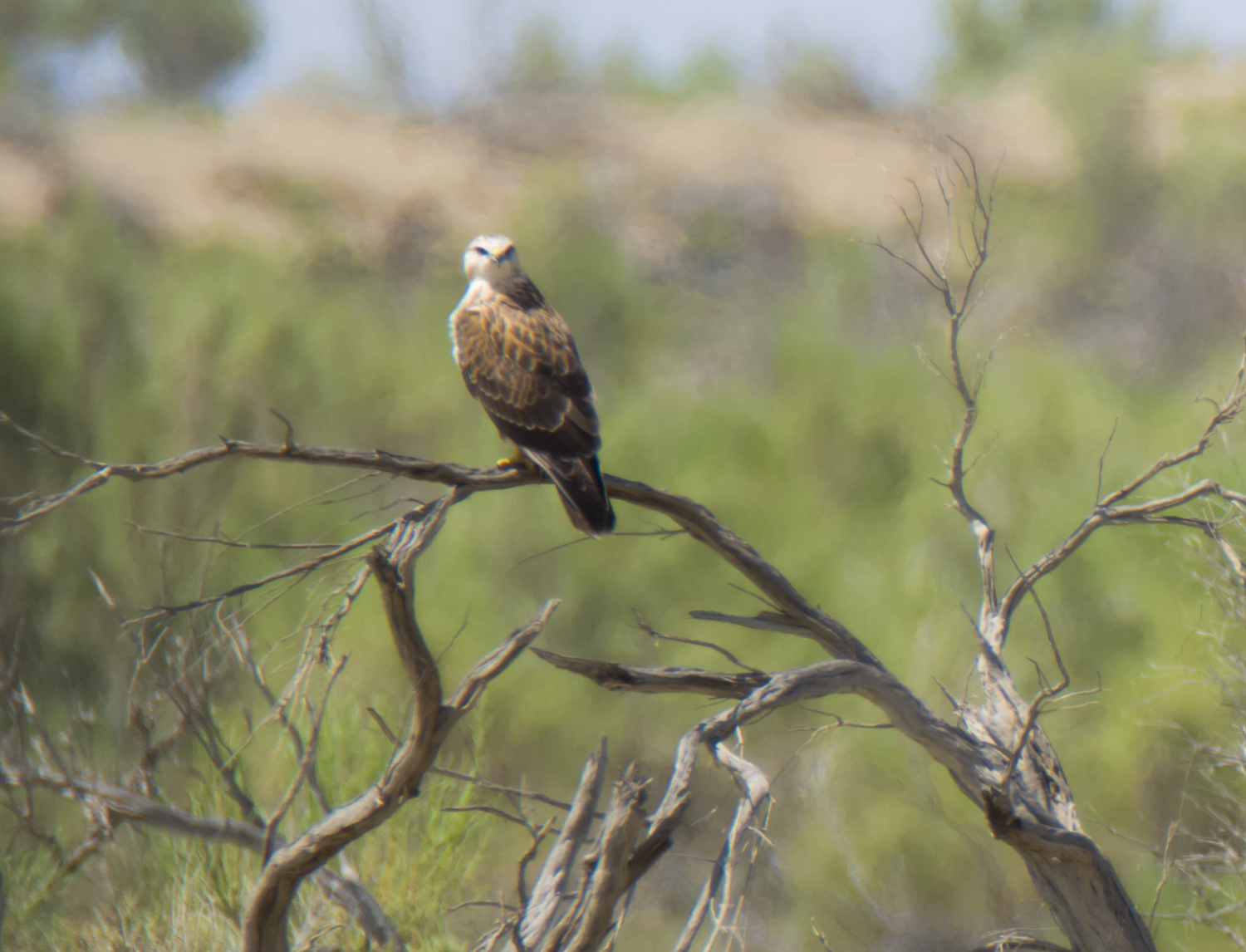 �t����ز���ѰĿ��