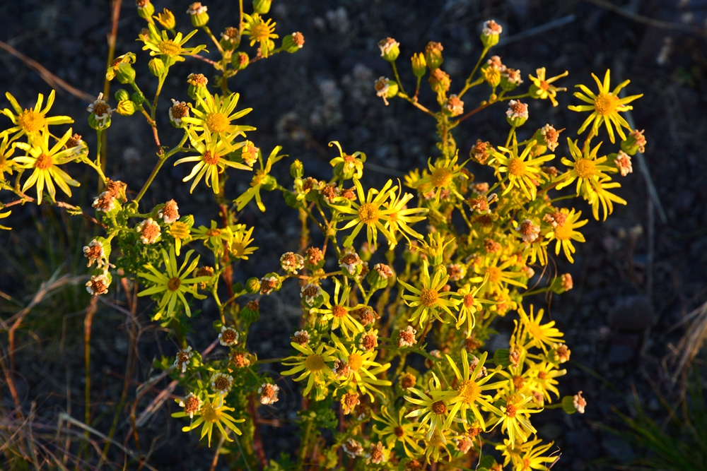 ������ 540_����.jpg