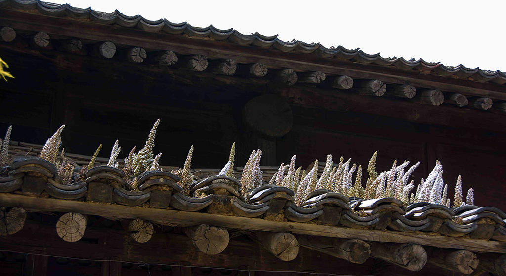 ������ʧ�Ľ���ũ�����5