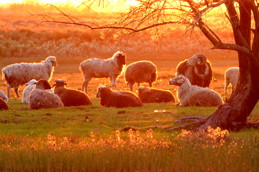 ��������  ���յ�Ģ��������ʪ��ˮ�ݷ�����ţ���Ⱥ������ˮ�񻻸����衢����һƬ����.jpg