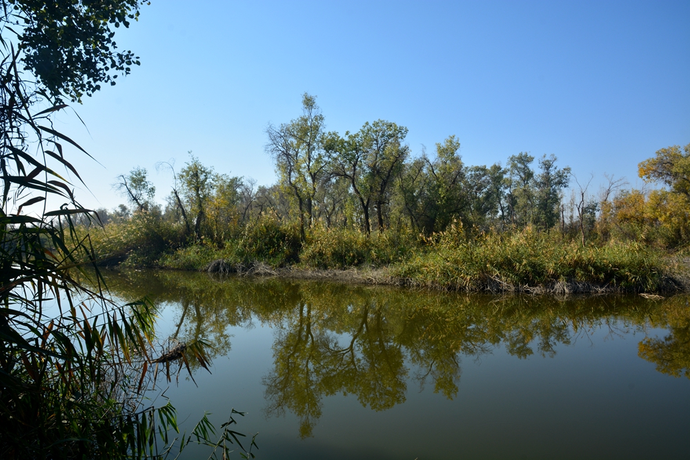 ��ľ���̲ 1768_����.jpg