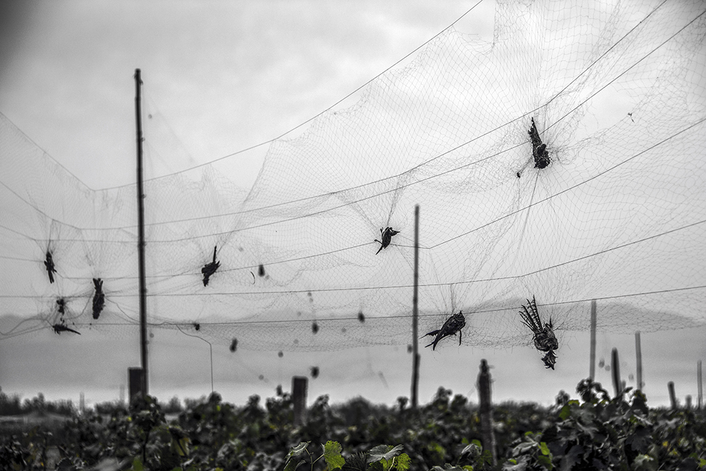 ����ɱ��----------