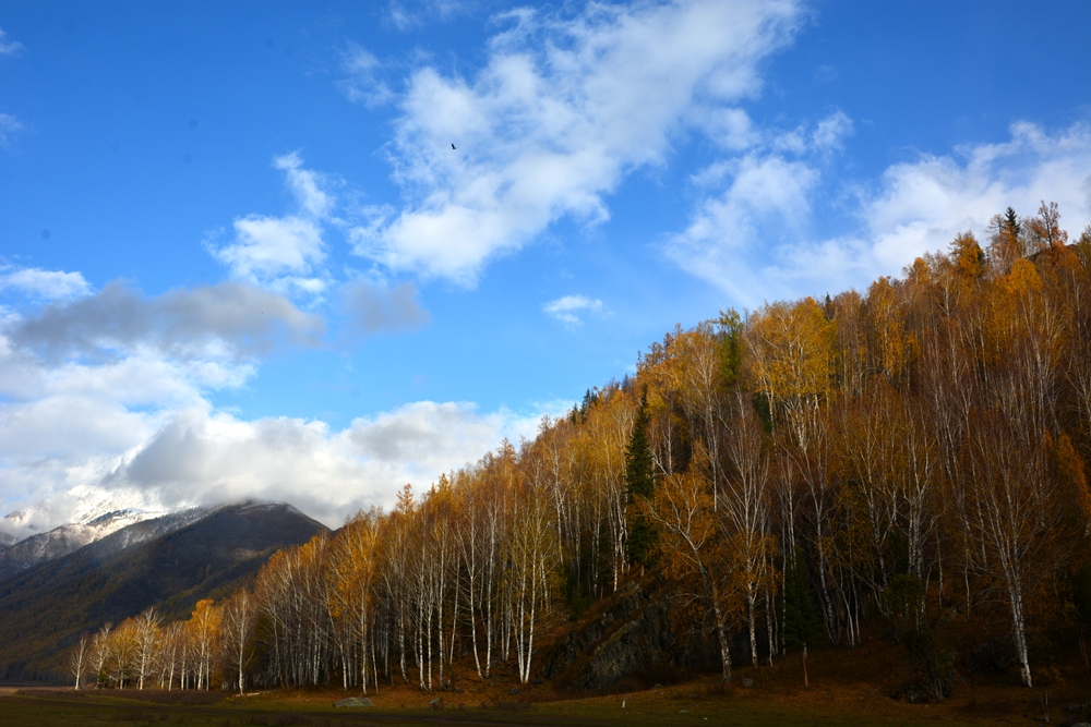 ��ľ���̲ 847_����.jpg