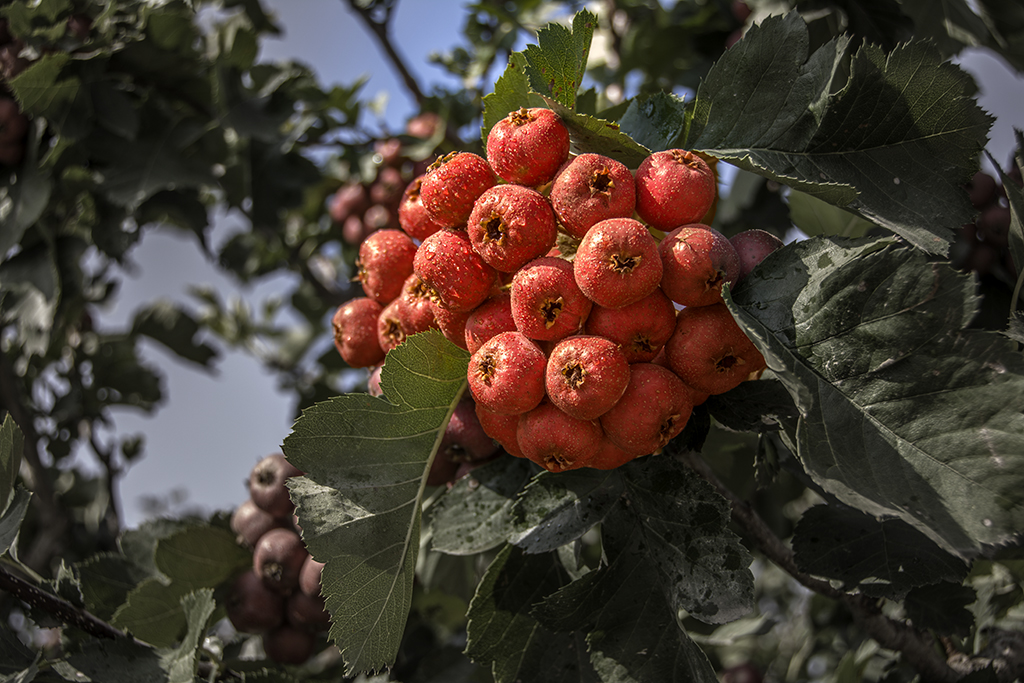 ɽ髺���..........