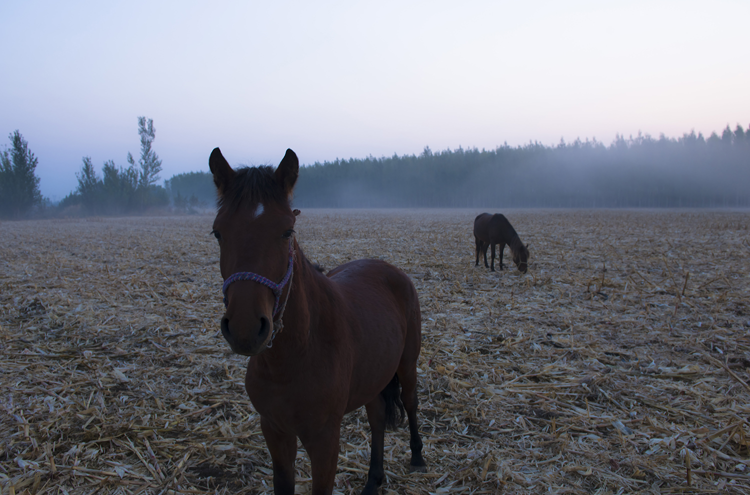 ���Ա�׼��