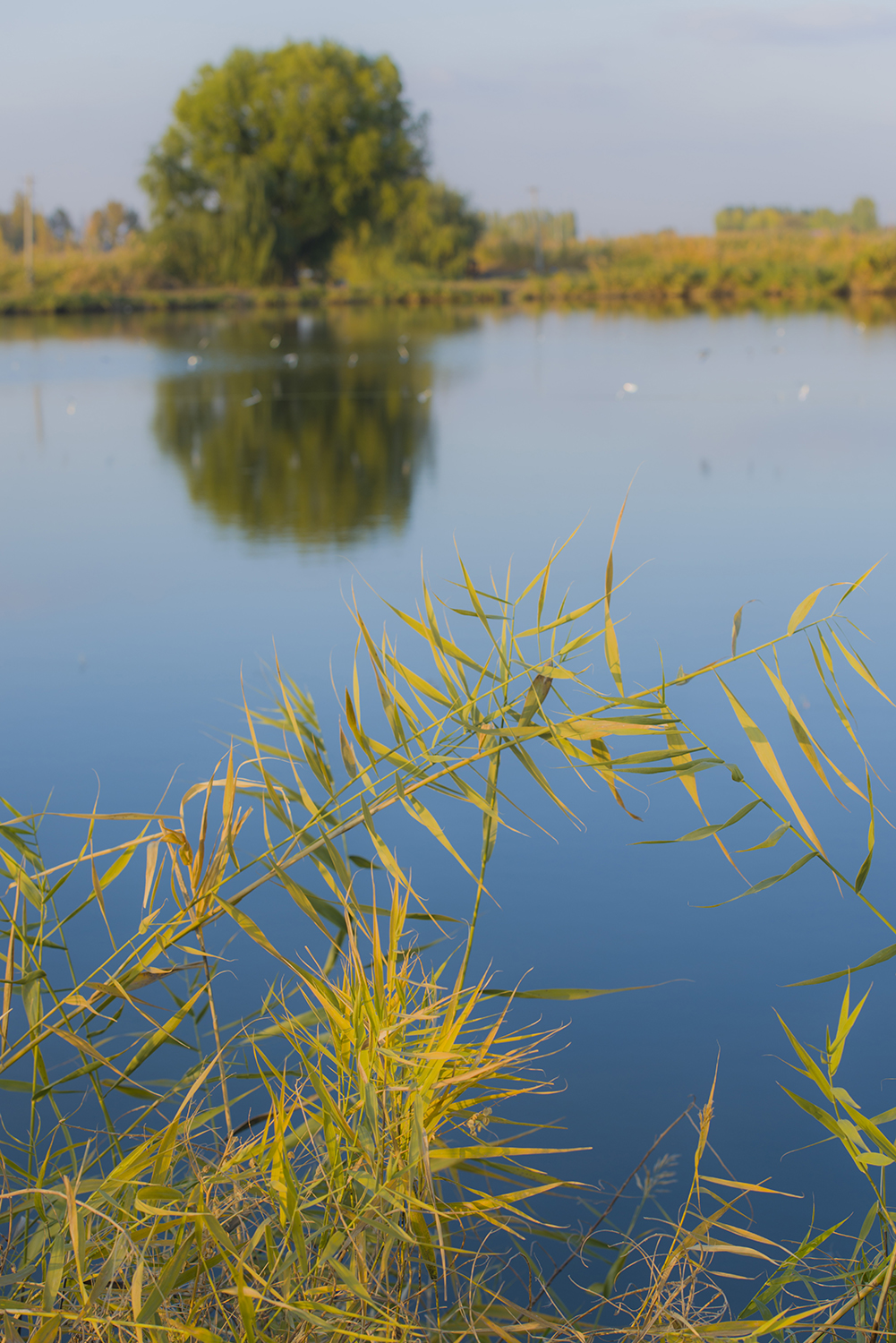 ����έӰ����