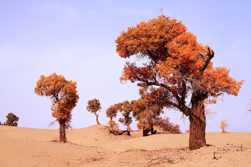 ���϶�����