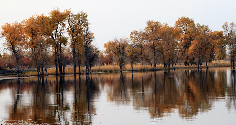 С�ݺ������