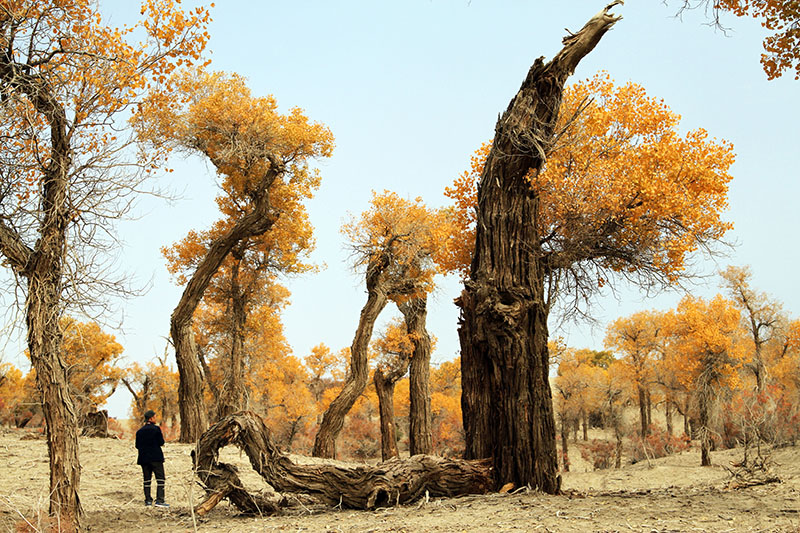 ����·������