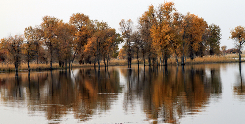 С�ݹ�������