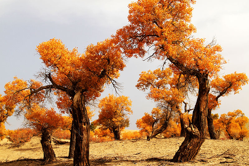 ���϶�����