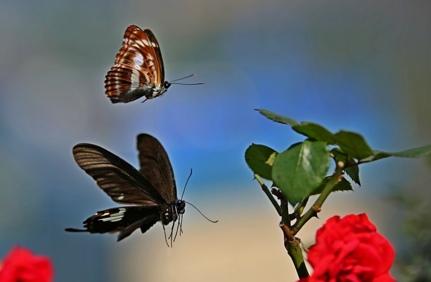 һ�Ժ������ʻ����з�����ȥ���໥׷��Ϸ�ʡ�