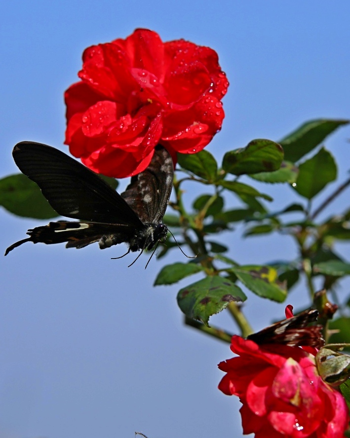 ͻȻһ������ͻ������������������ĸ����������Ϯ�Ļ��ʹ�ȥ��