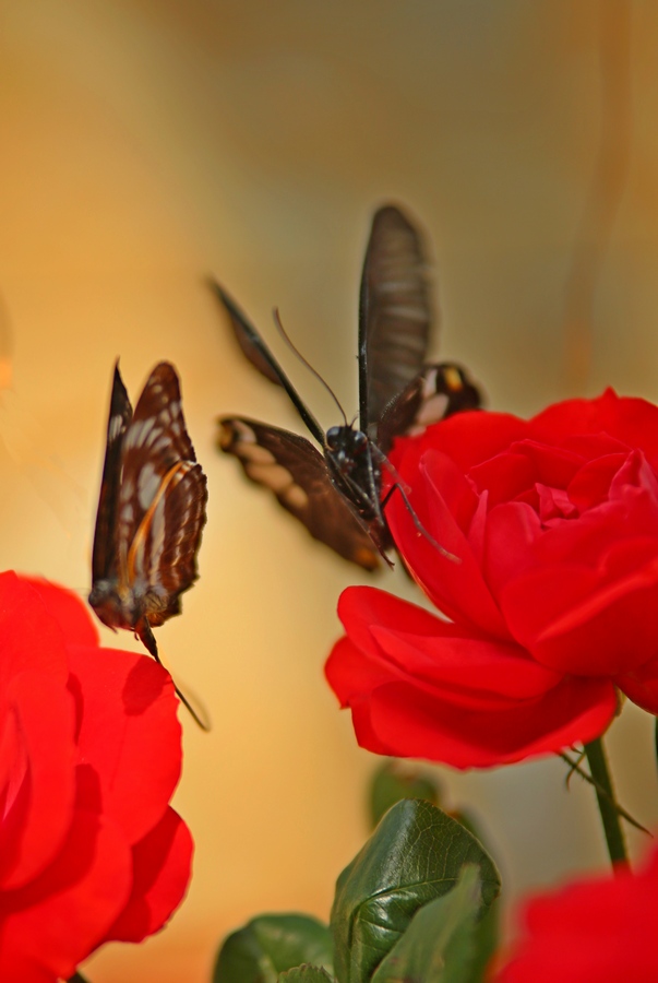 �ڹ������׸����ǻ�������֮�£�ĸ���������ѡ�