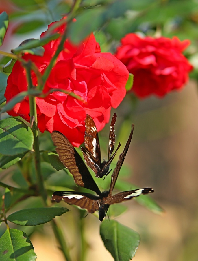 �ڹ����ĺǻ��£�ĸ�����ѵ������������ط��衣