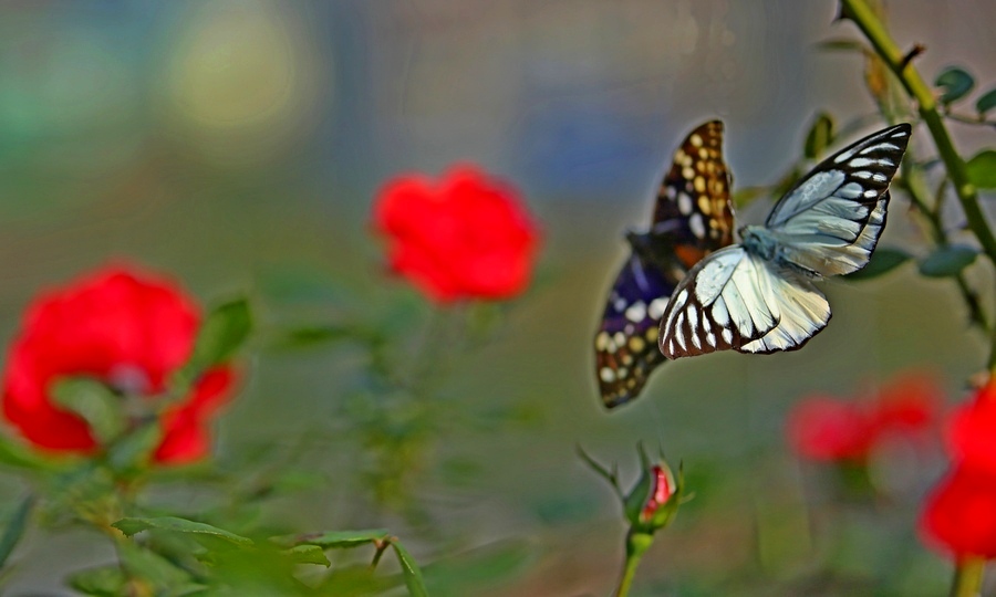 �ܹ����Ĺ�����ĸ������������չ�ᣬ˫˫�����ڻ���֮�С�