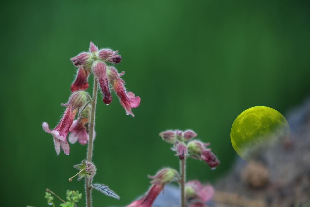 5X4A7368-- ����.jpg