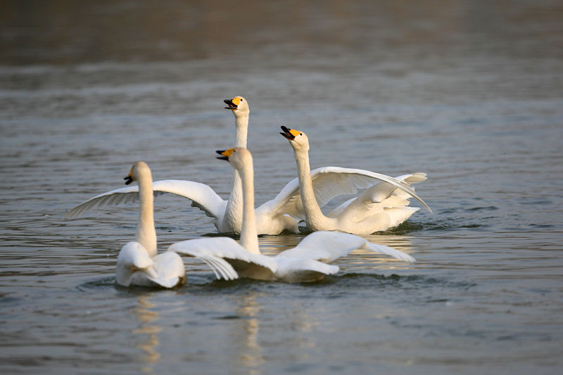 �������