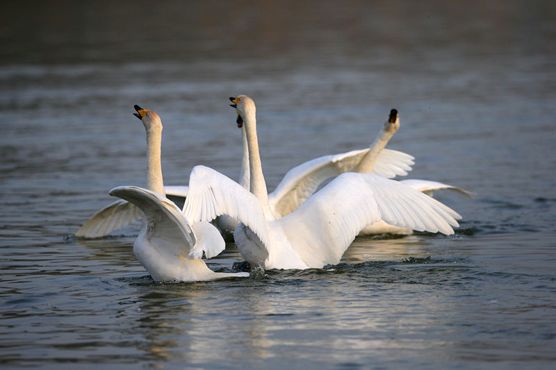 �������