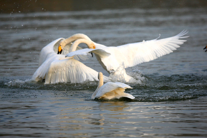 �������