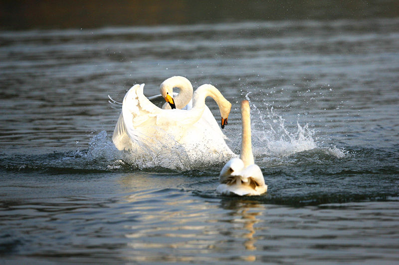 �������