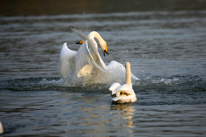 �������