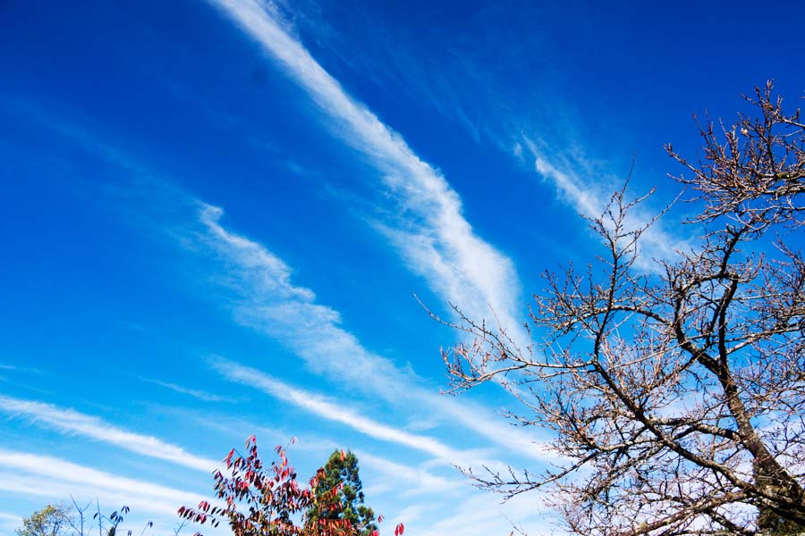 ��������              ��Ӱ  ����ľ.jpg