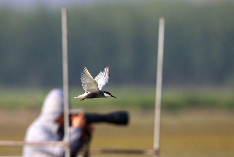 ��Ӱʦ���븡Ÿ