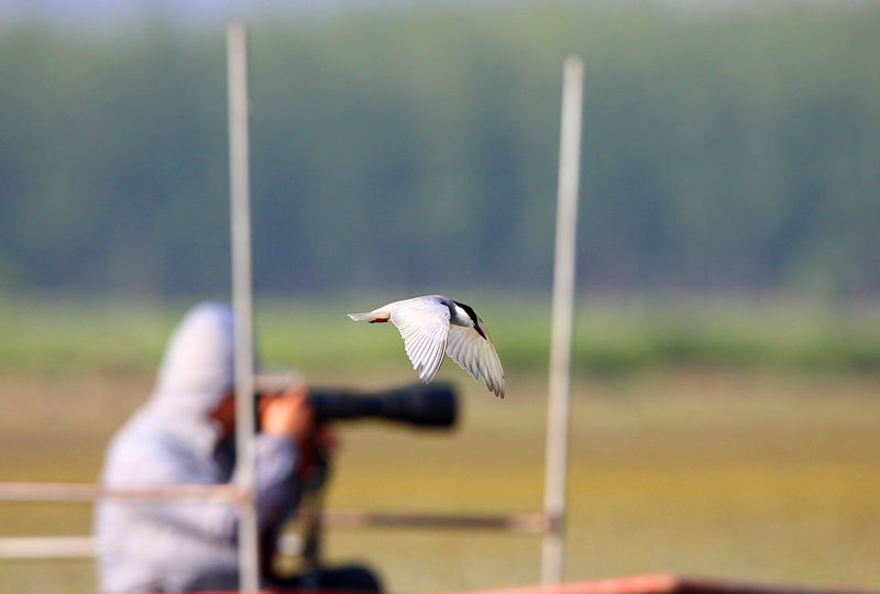 ��Ӱʦ���븡Ÿ