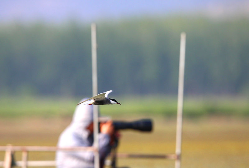    ��Ӱʦ���븡Ÿ