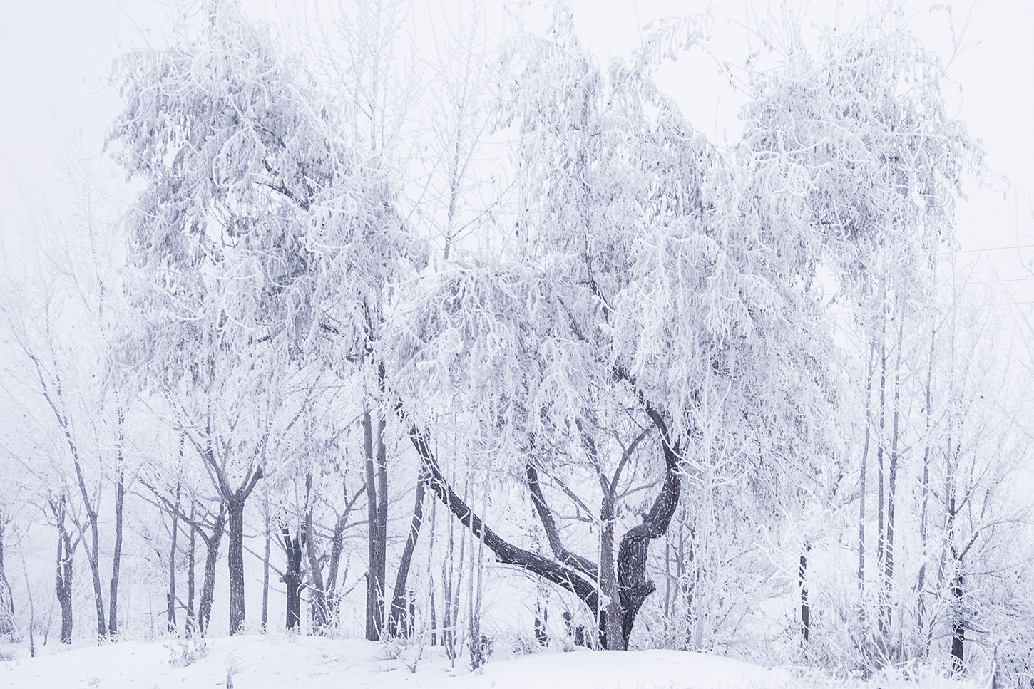 ������ڡ (1).jpg