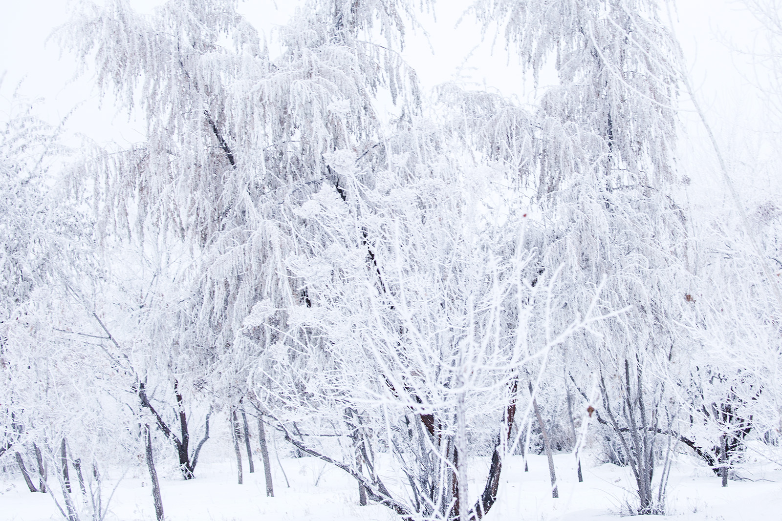 ������ڡ (6).jpg