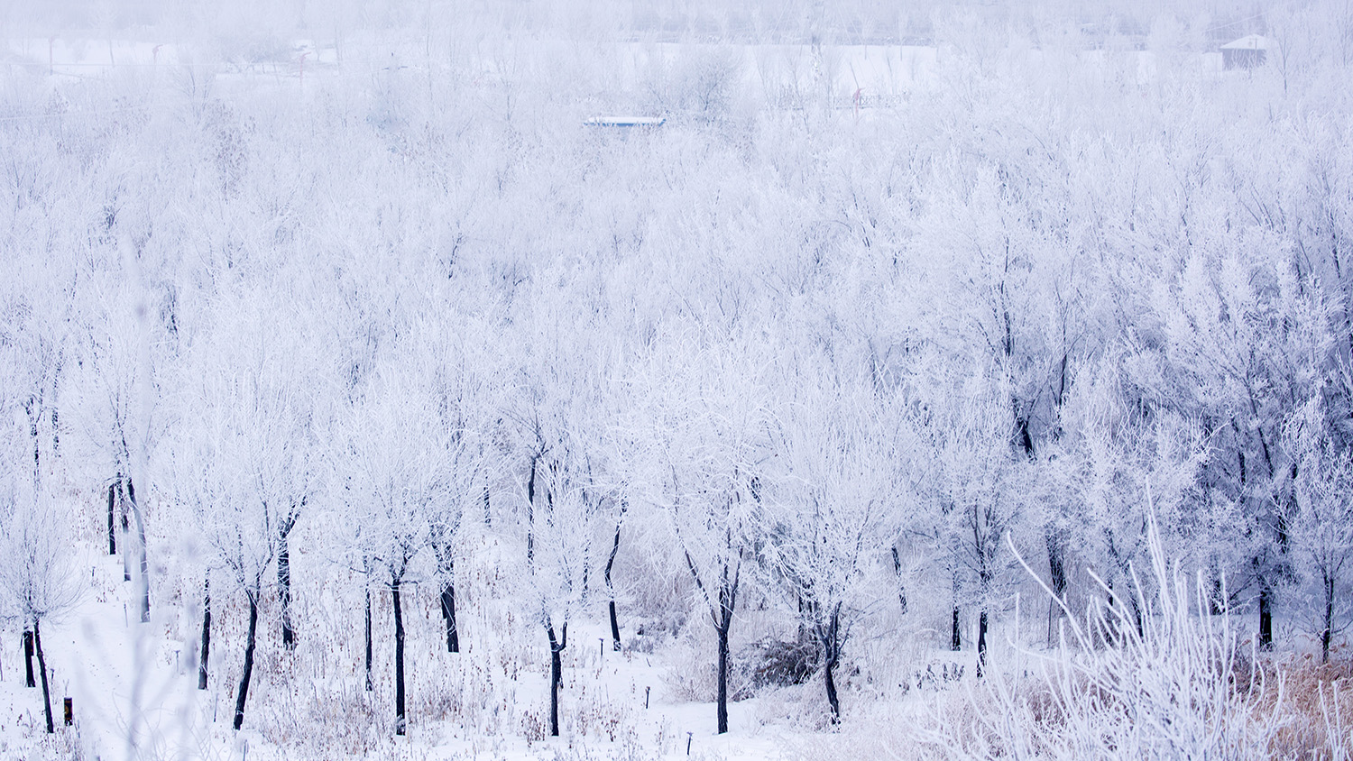 ������ڡ (8).jpg