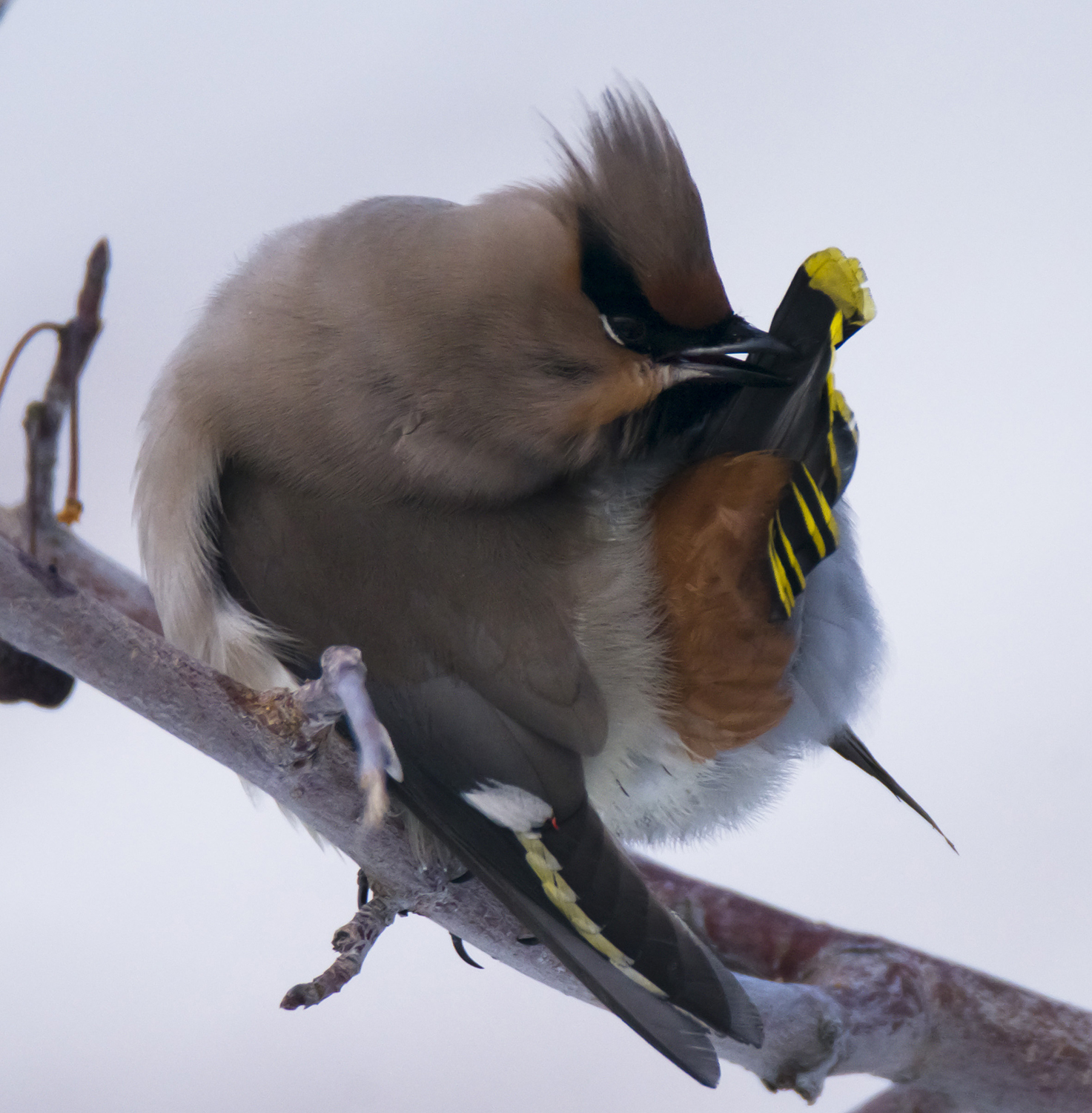 ��Ҳ��ױ���һ��