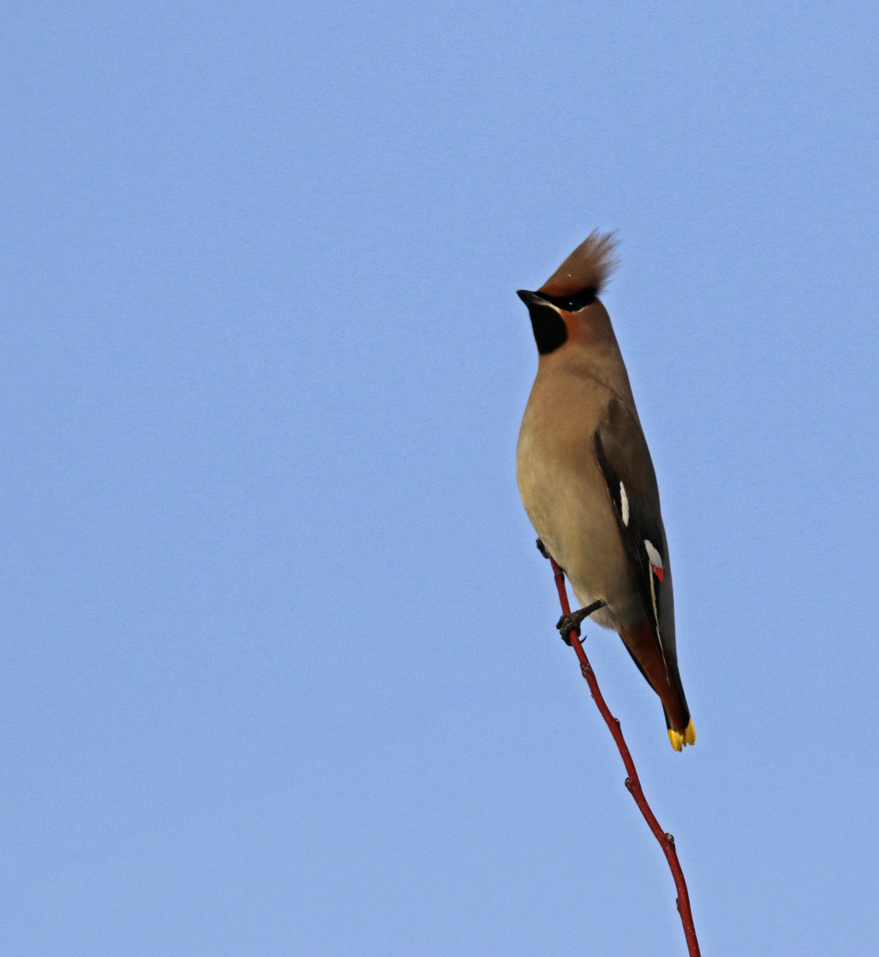 ���Ǿ����Ժܸߣ�����һ���t����