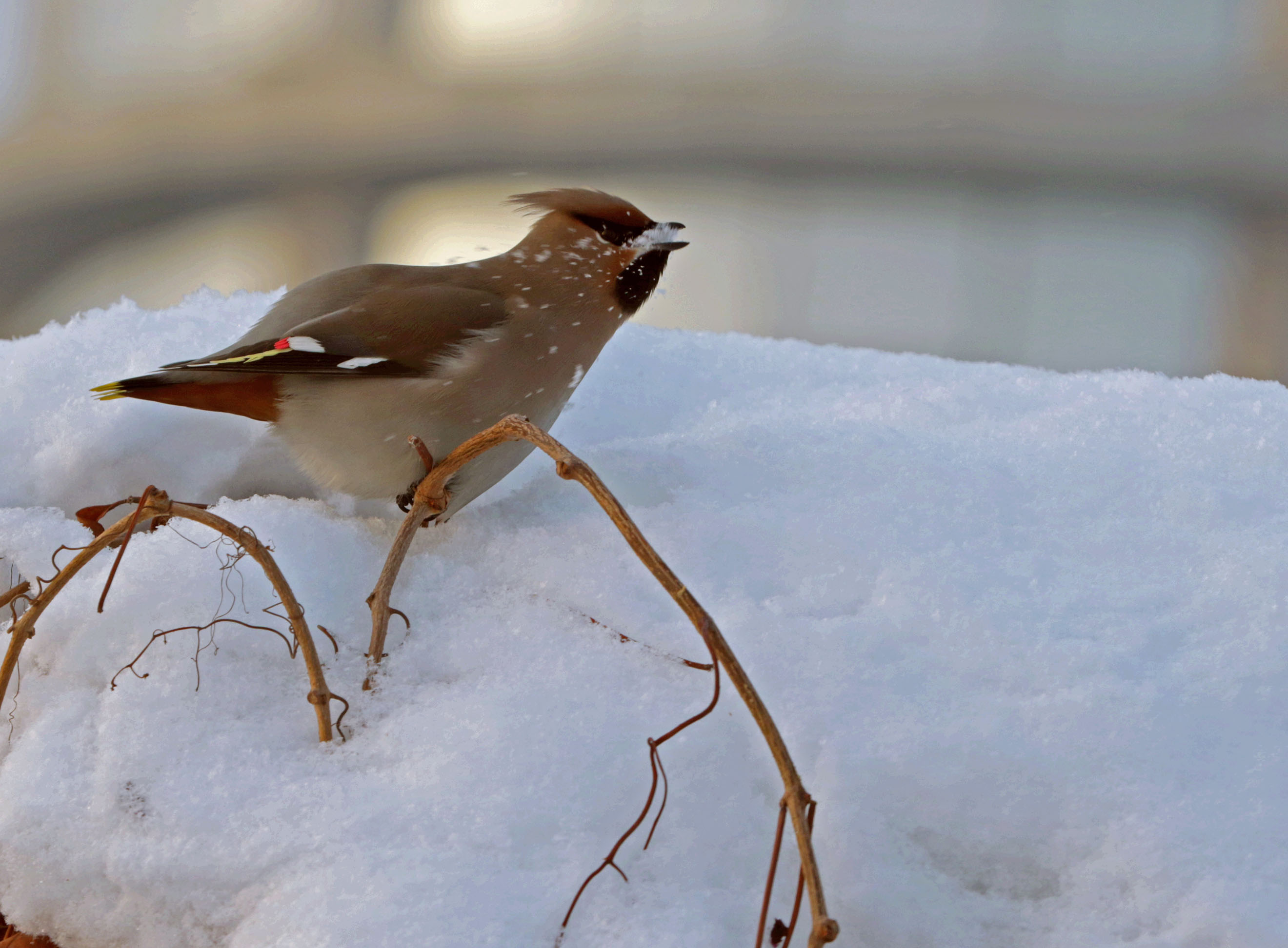 �Ե�ѩ����