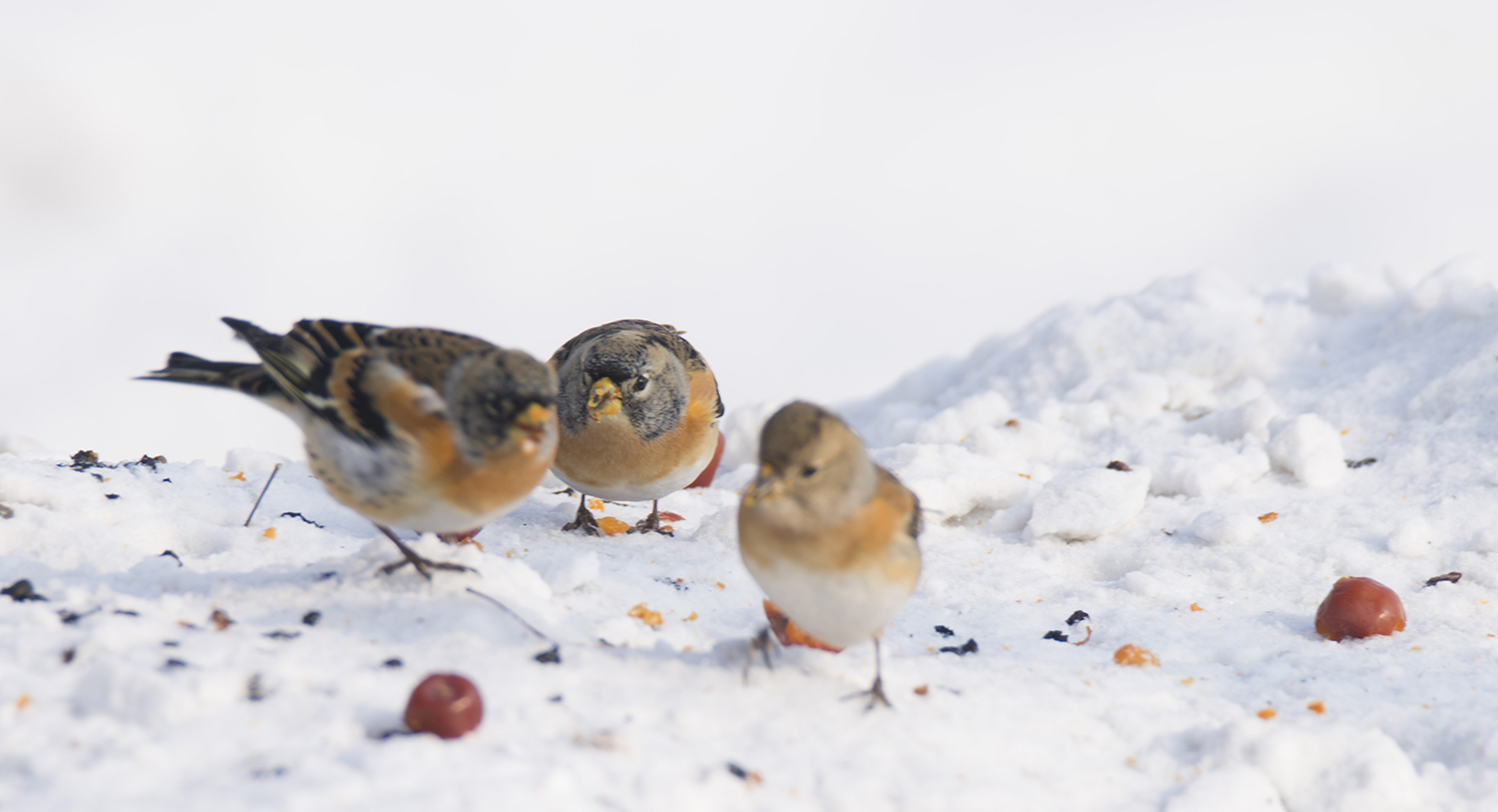 �����յ�С��