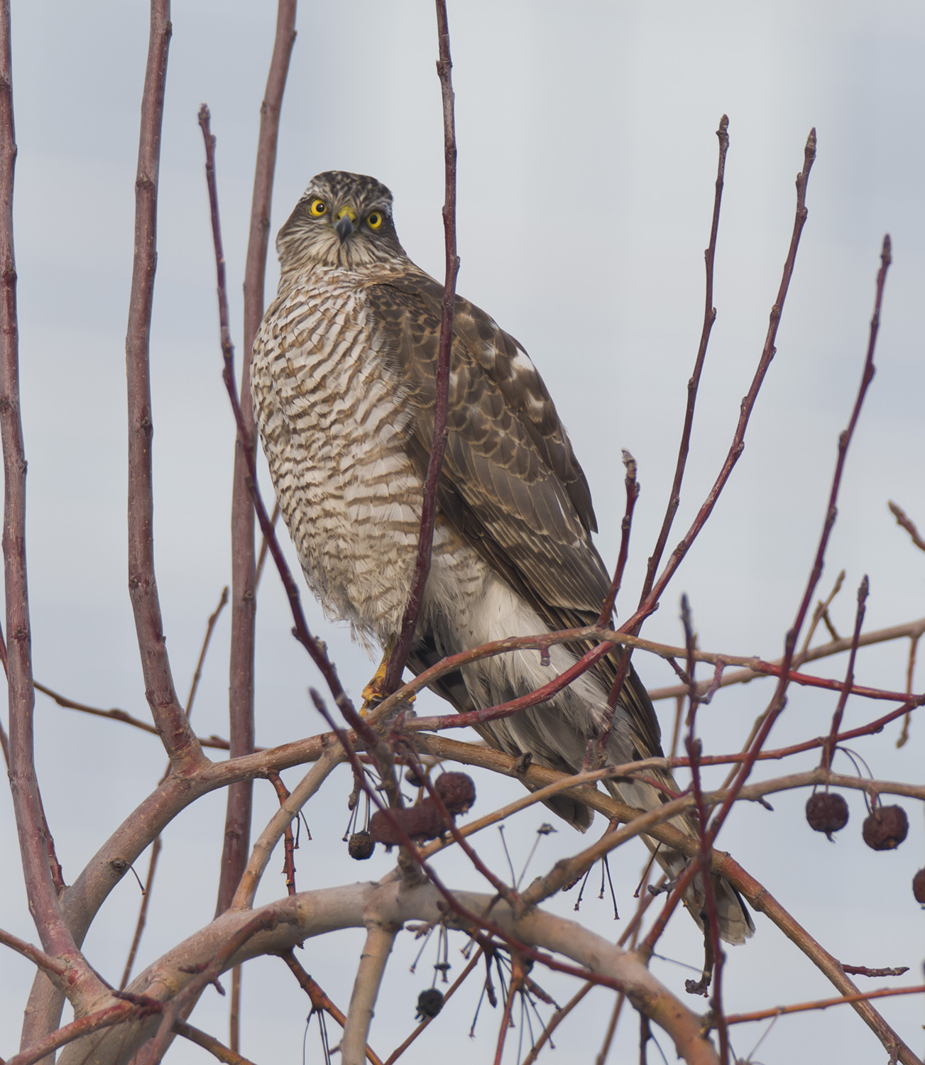 ��������ʳ����