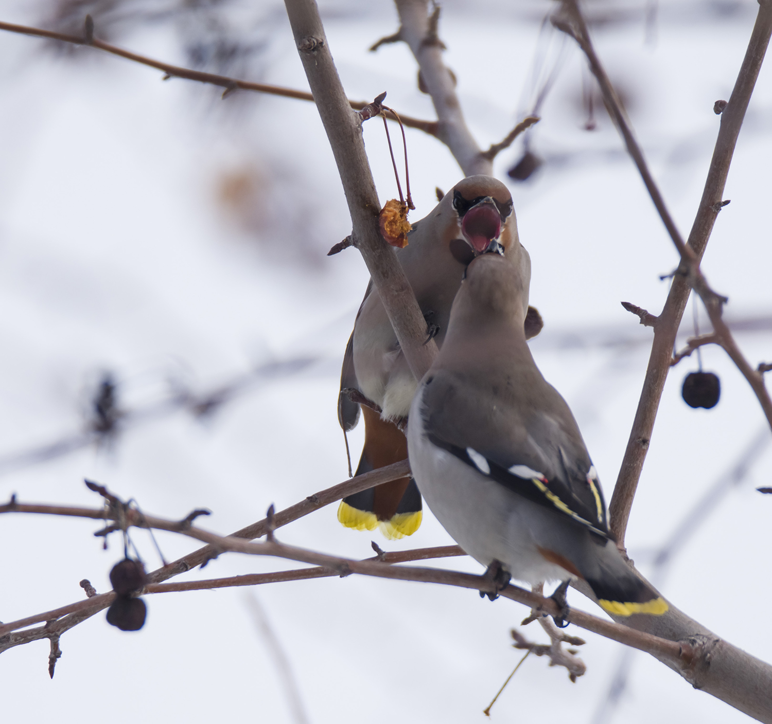 �������ա�ʽ���ź�