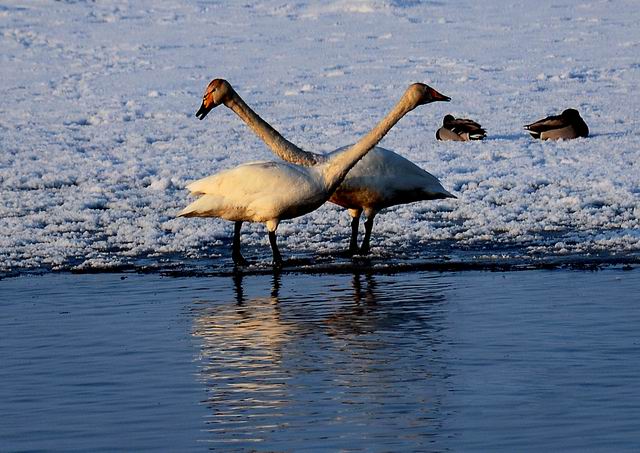 ������С ABC_6694.JPG