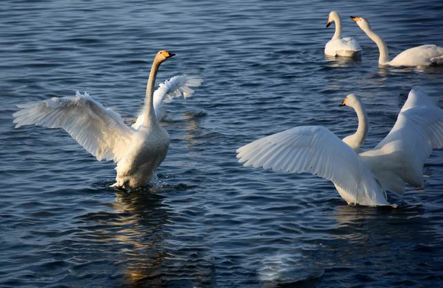 ������С ABC_6536.JPG