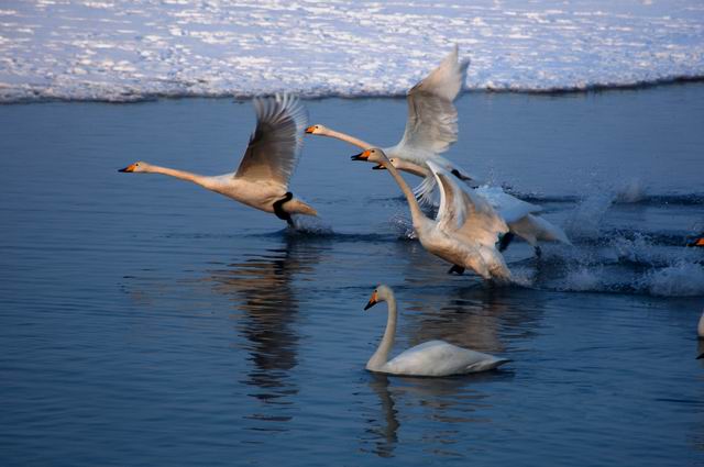 ������С ABC_7086.JPG