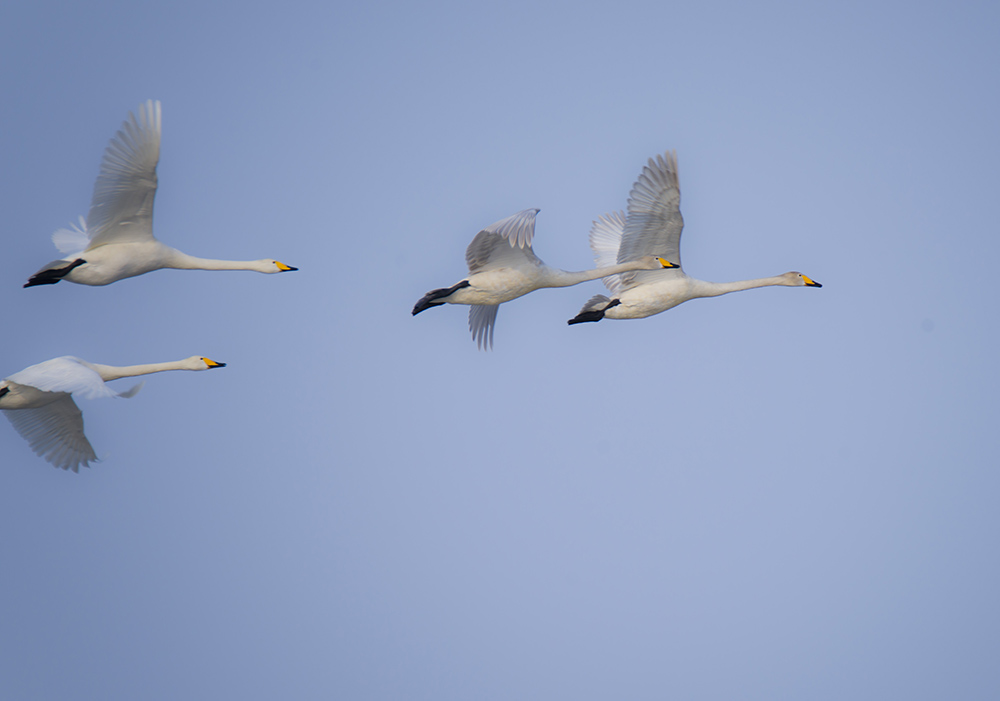 ����Ǩ������