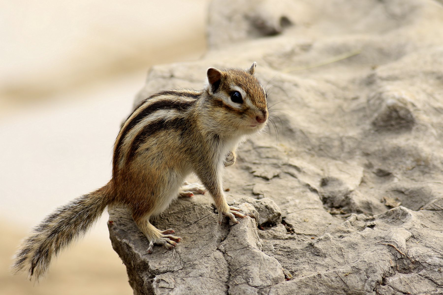 �ɰ���С����