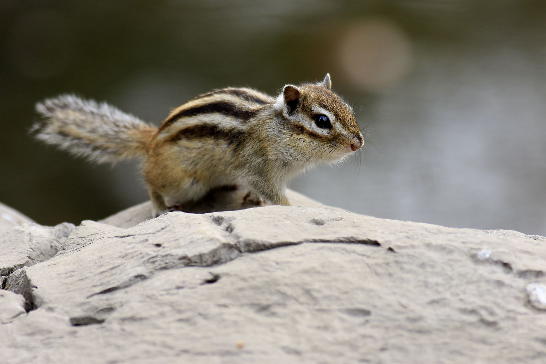 �ɰ���С����