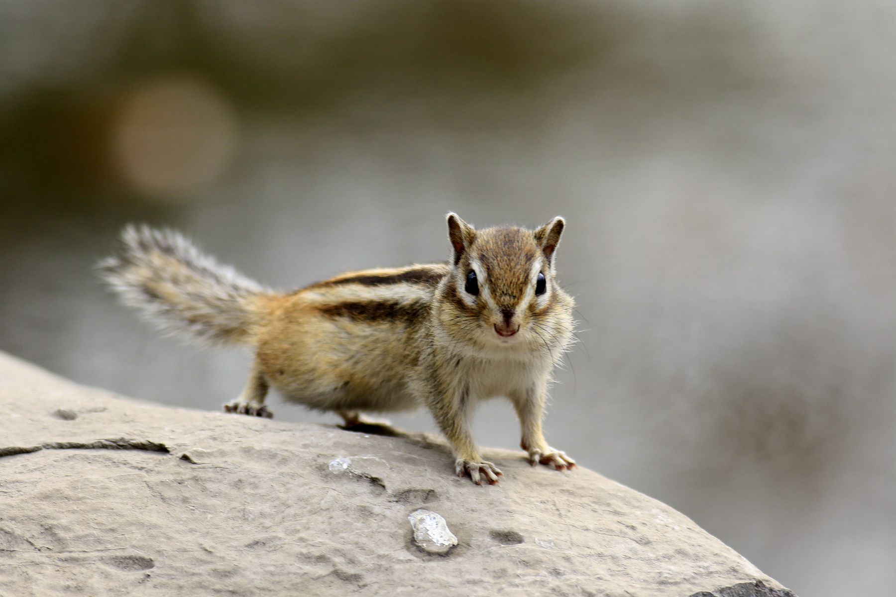 �ɰ���С����