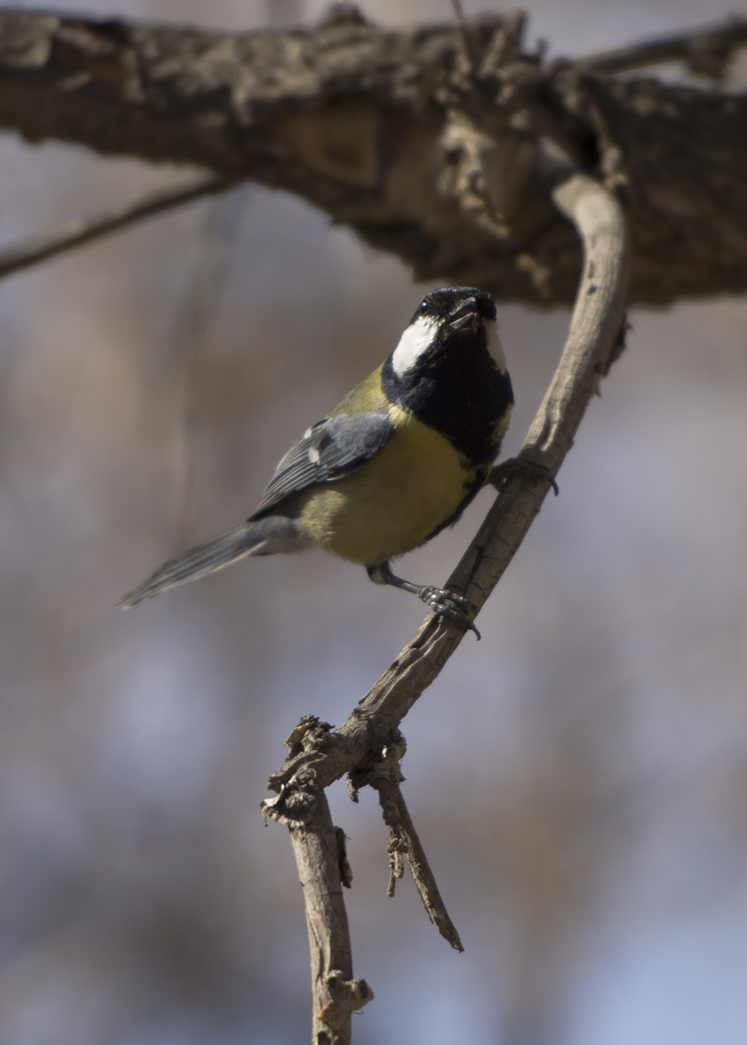 ������ɽ��