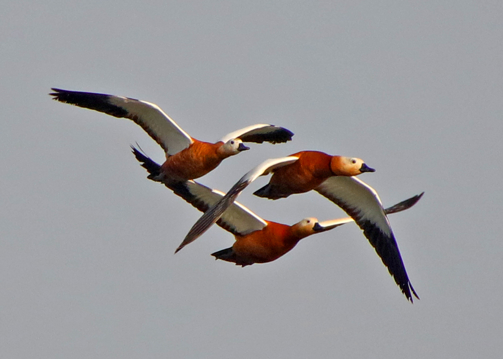 ����Ѽ (1).JPG