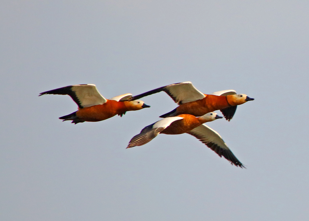 ����Ѽ (2).JPG